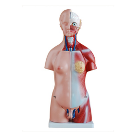 45cm 23 parts both sexes torso model